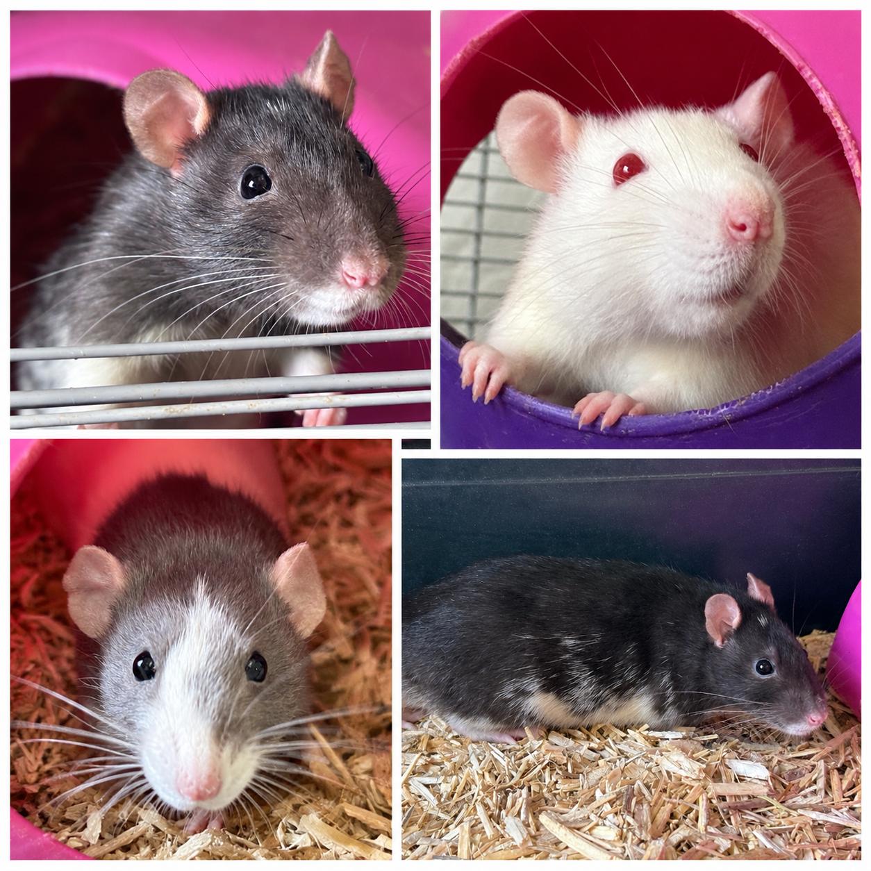 Enlarge Agate, Ruby and Diamond, a Adoptable Rat in Eugene, OR image 1/1