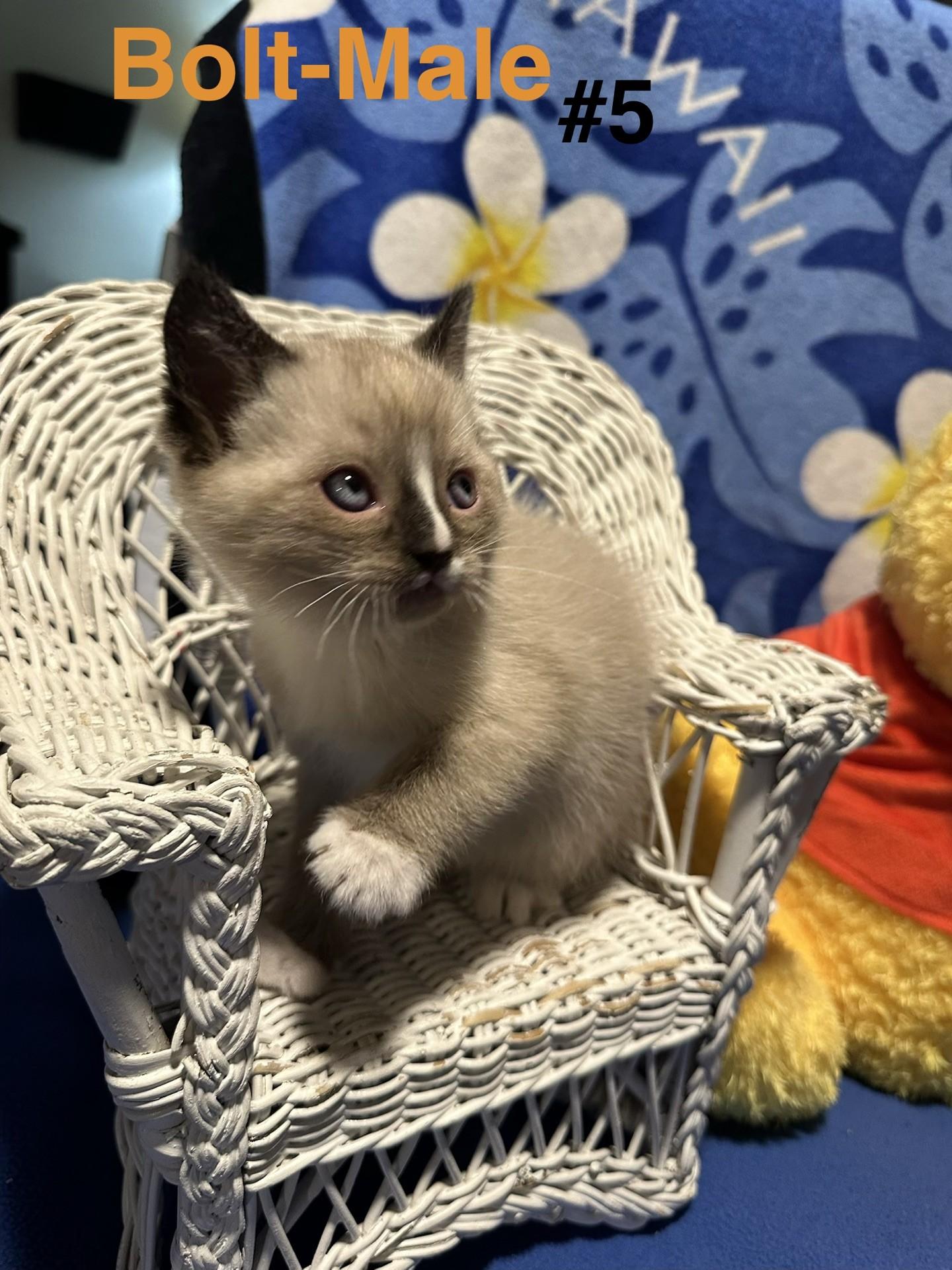 Bolt, adopted, Kitten Male Domestic Short Hair.