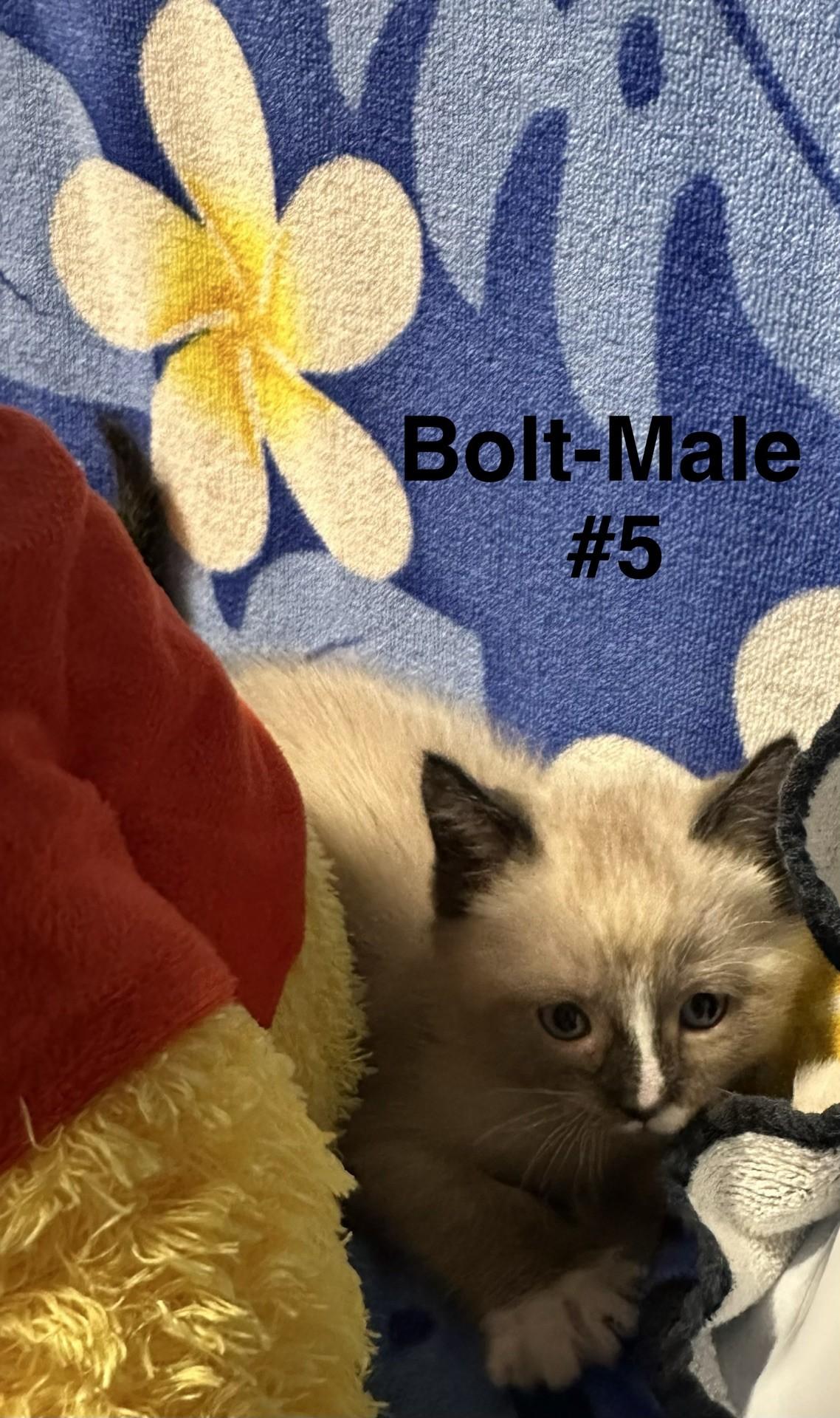 Bolt, an adopted Domestic Short Hair in Reno, NV image 2/2