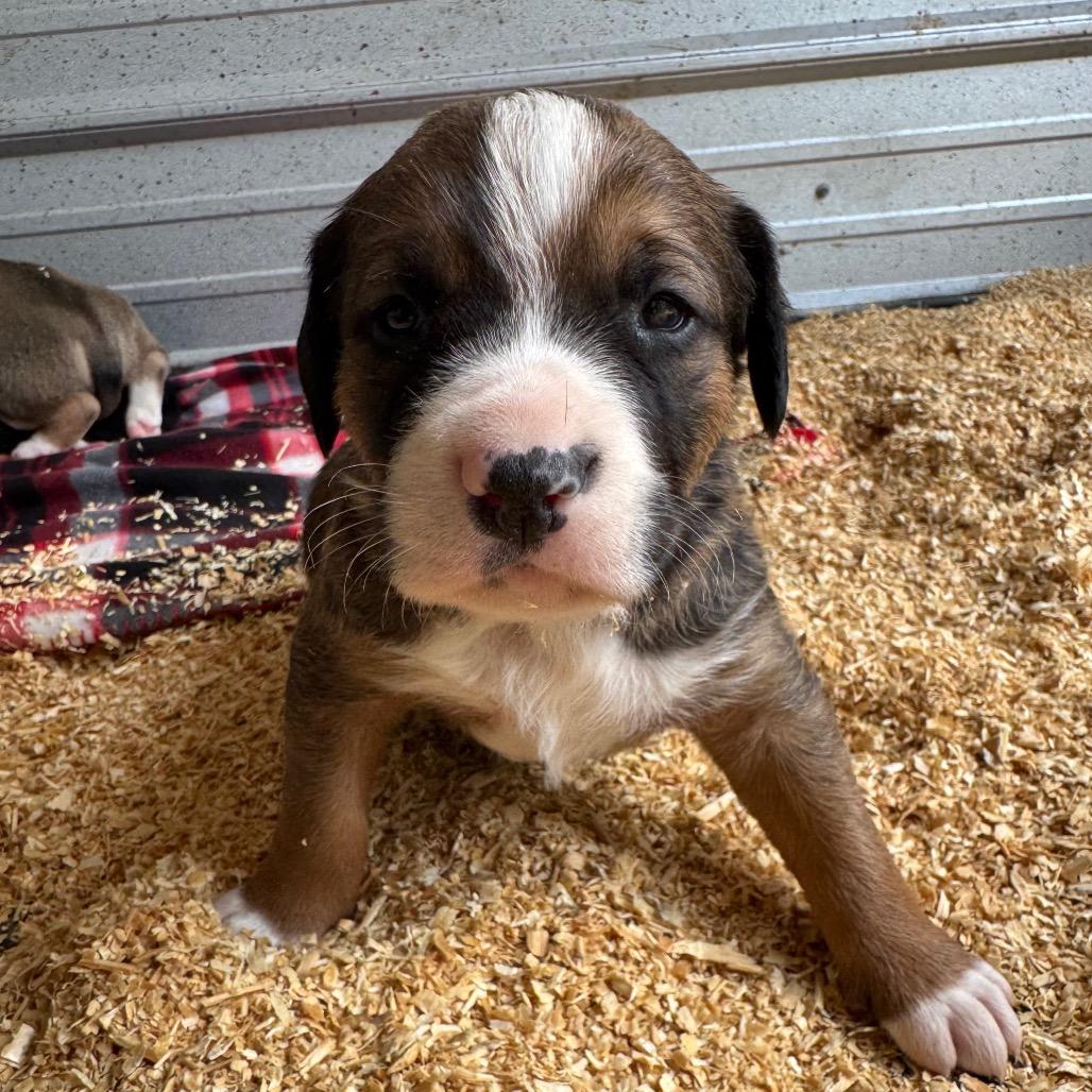 Enlarge Grinch, a Adoptable mixed breed in Duck River, TN image 1/1