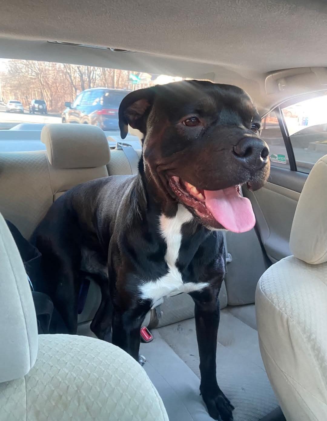 #6, ADOPTABLE, Adult Male Pit Bull Terrier.