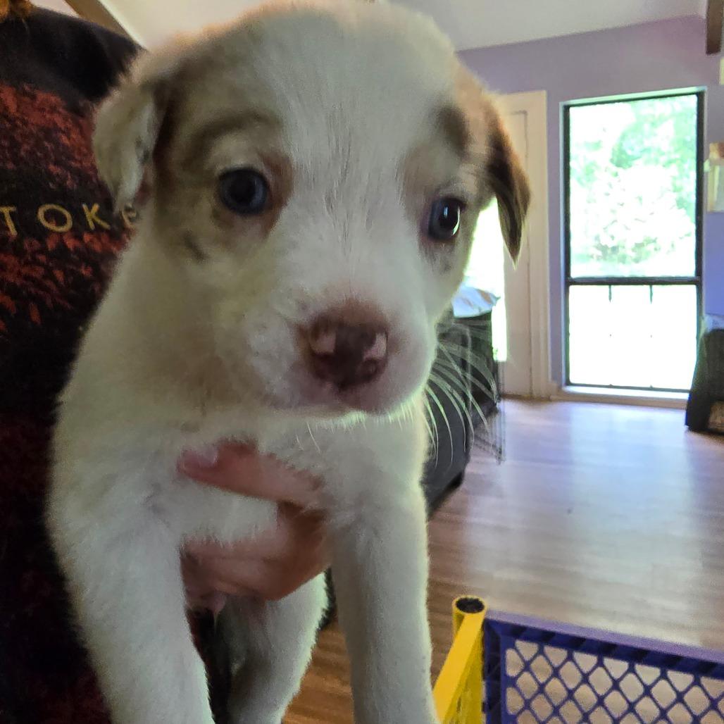 Jitterbug, Adoptable, Puppy Female Australian Shepherd & Mixed Breed.