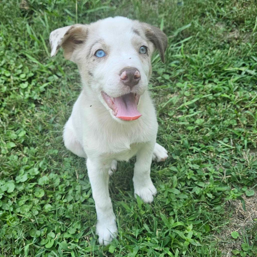 Enlarge Jitterbug, a Adoptable mixed breed in Conway, AR image 2/5