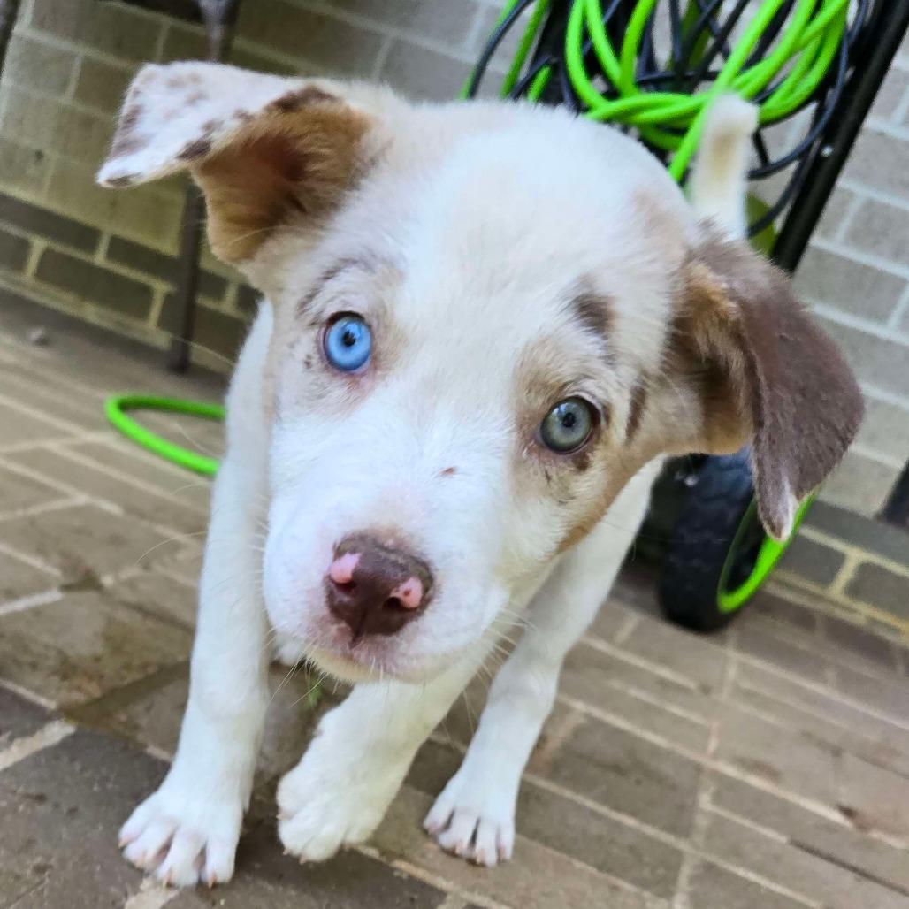 Enlarge Jitterbug, a Adoptable mixed breed in Conway, AR image 3/5