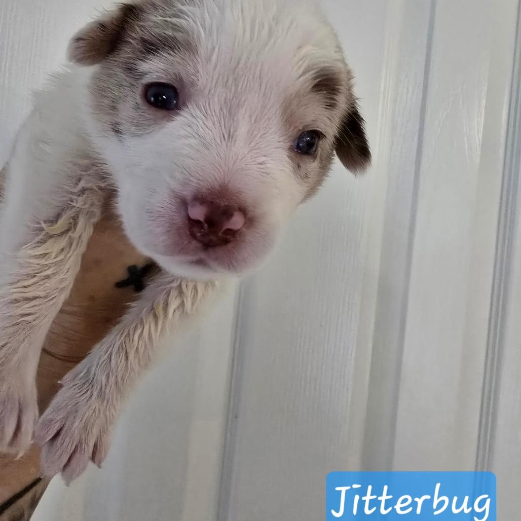 Enlarge Jitterbug, a Adoptable mixed breed in Conway, AR image 4/5