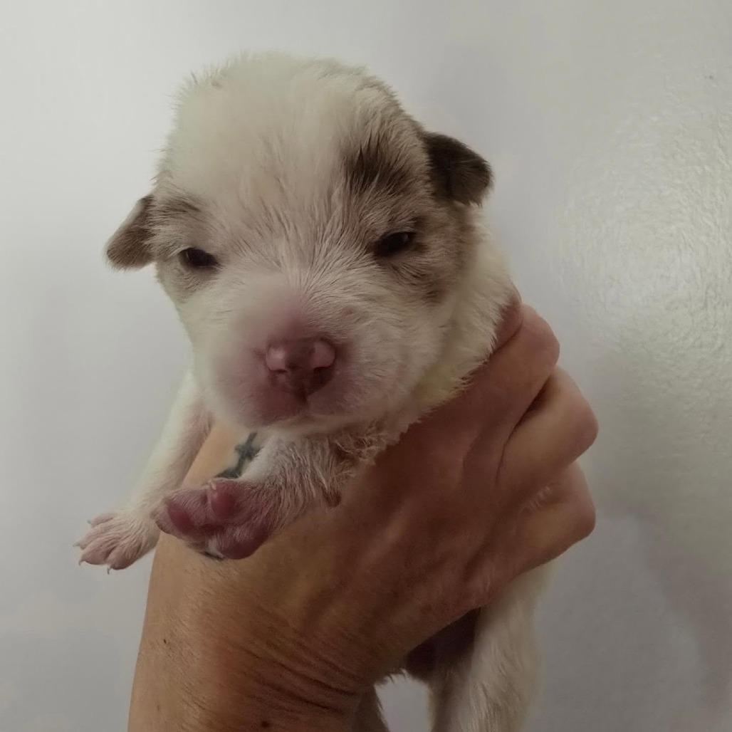 Enlarge Jitterbug, a Adoptable mixed breed in Conway, AR image 5/5