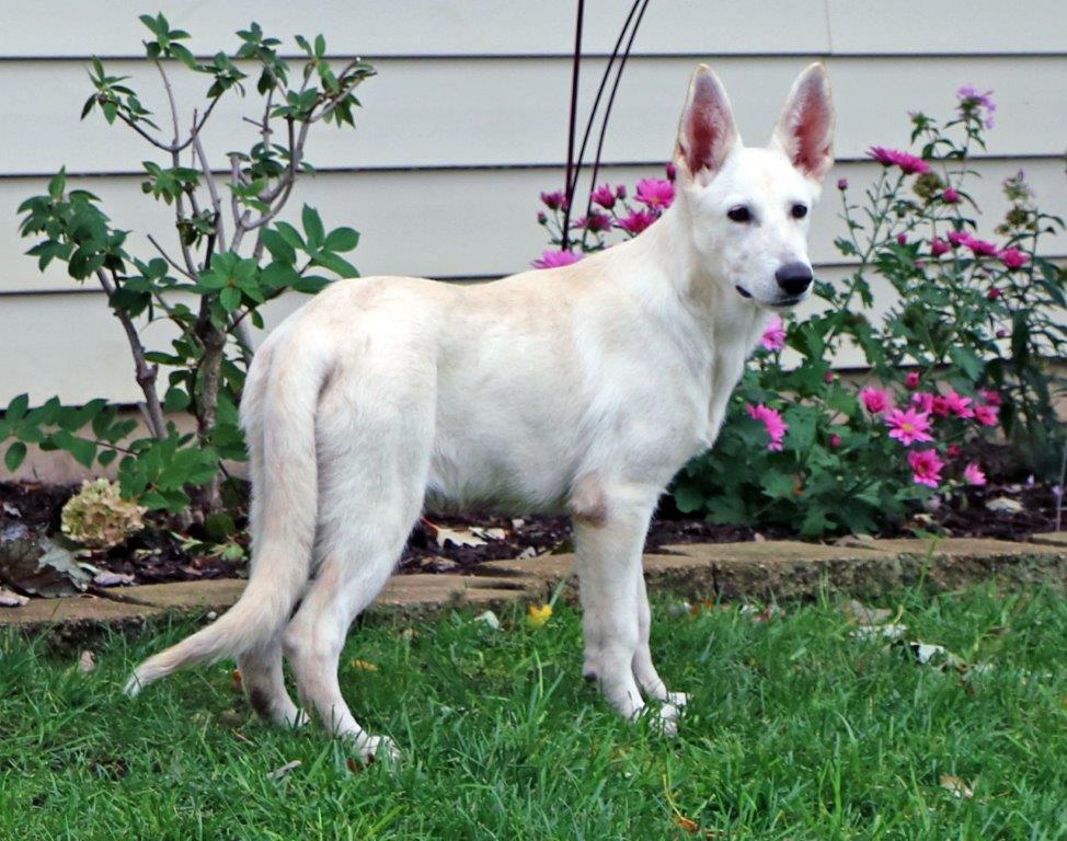 Enlarge Kaylee, a Adopted White German Shepherd in Hoffman Estates, IL image 1/3
