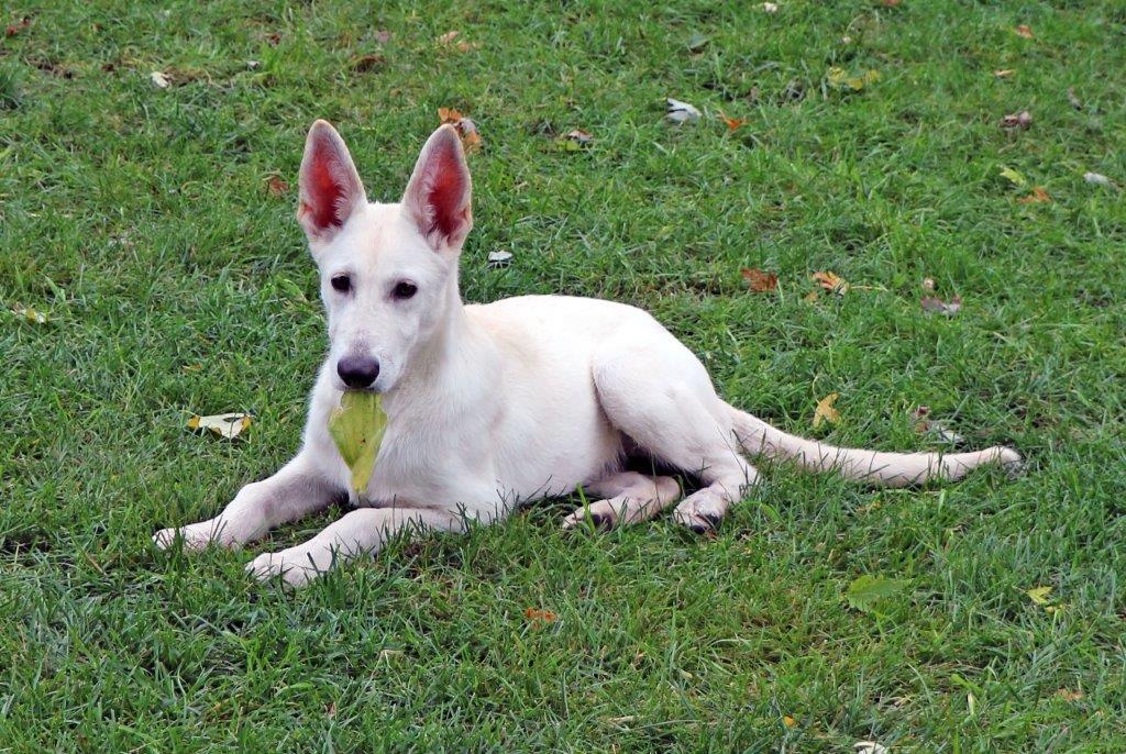 Enlarge Kaylee, a Adopted White German Shepherd in Hoffman Estates, IL image 2/3