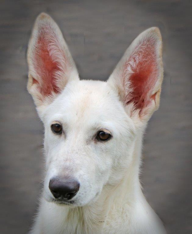 Enlarge Kaylee, a Adopted White German Shepherd in Hoffman Estates, IL image 3/3
