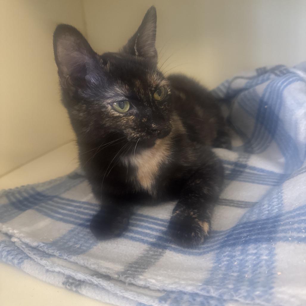 Pepper, Adoptable, Kitten Female Domestic Short Hair.