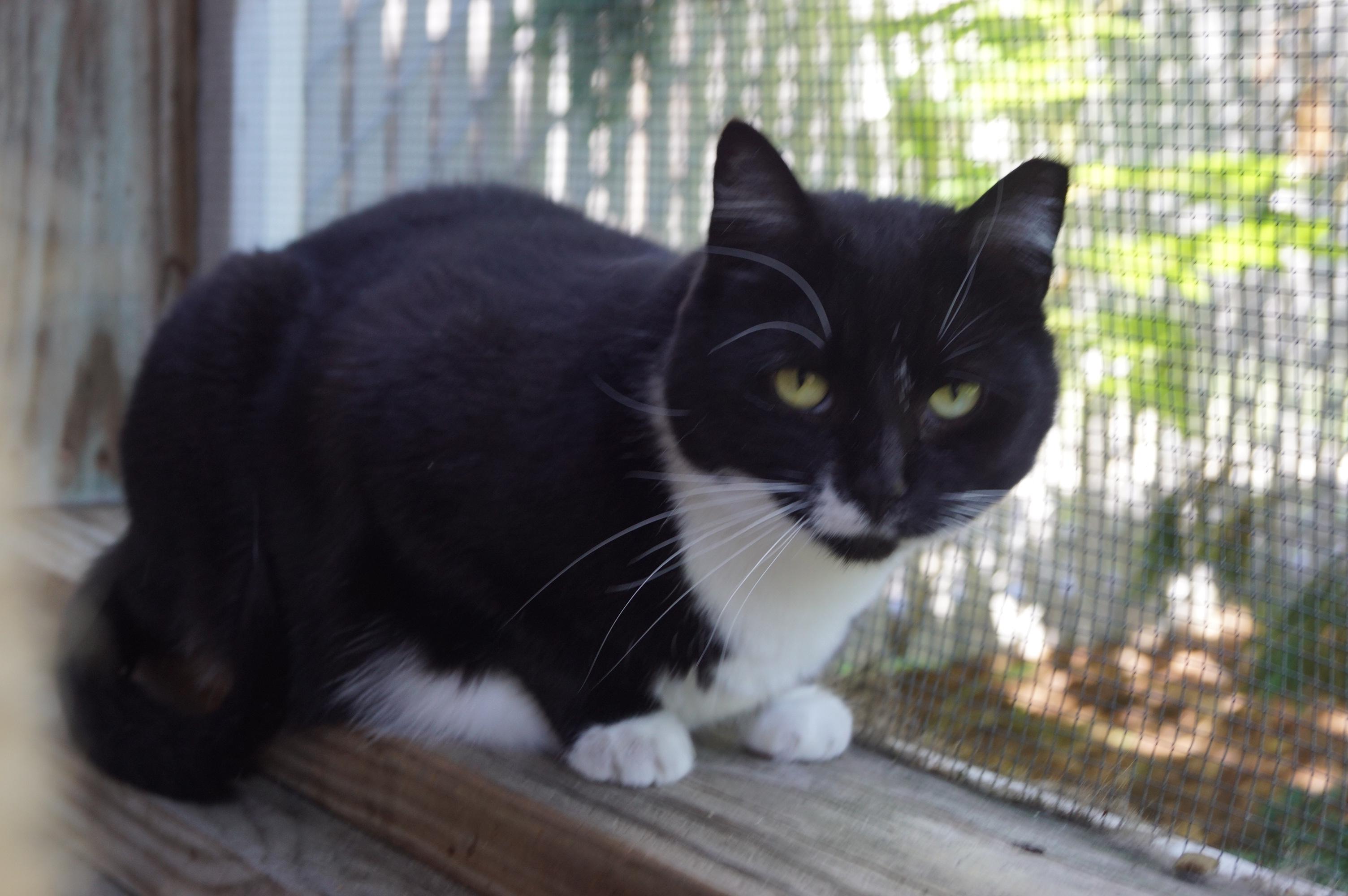 Enlarge Francesca, a Adoptable Domestic Short Hair in New Milford, CT image 1/6
