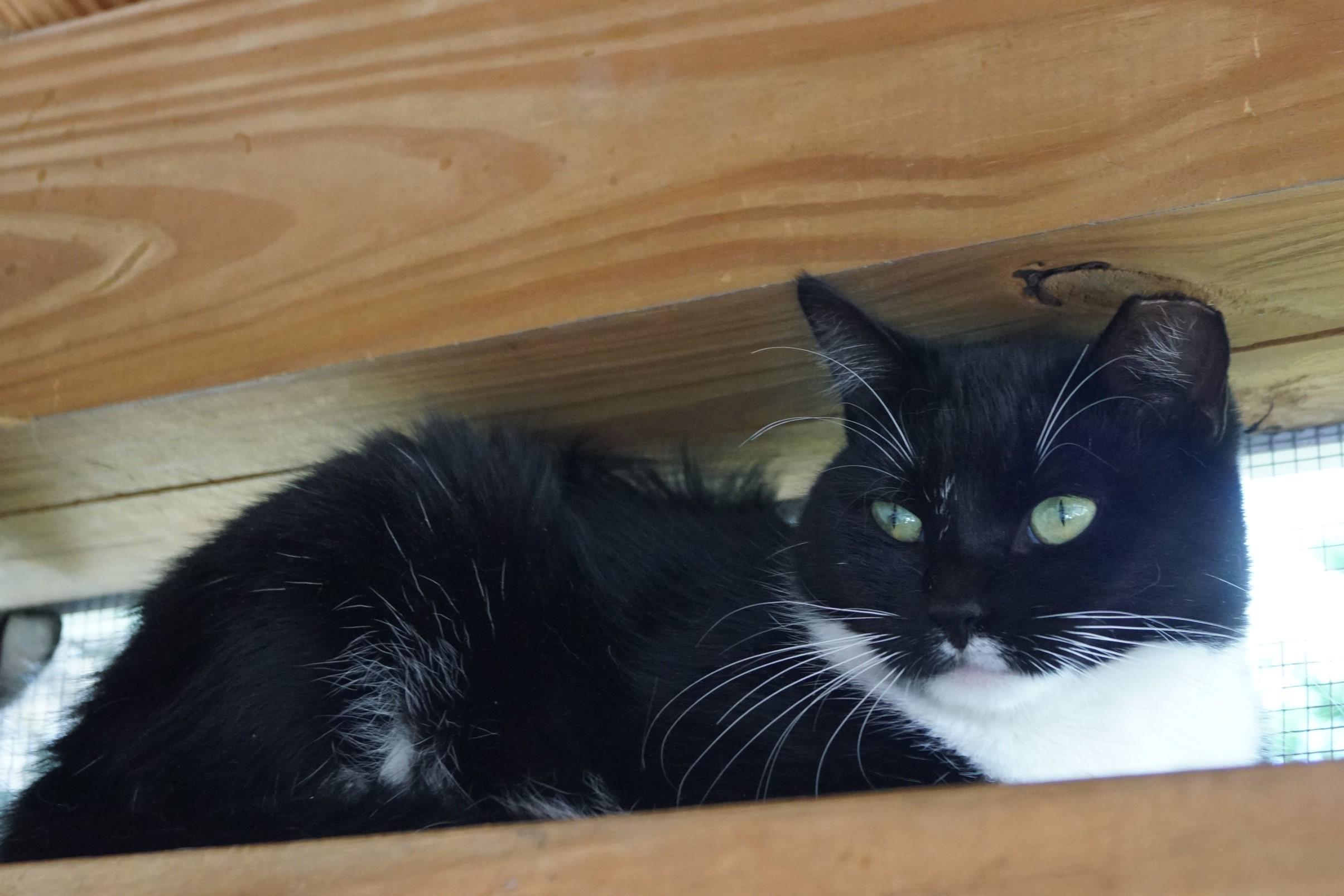 Enlarge Francesca, a Adoptable Domestic Short Hair in New Milford, CT image 3/5