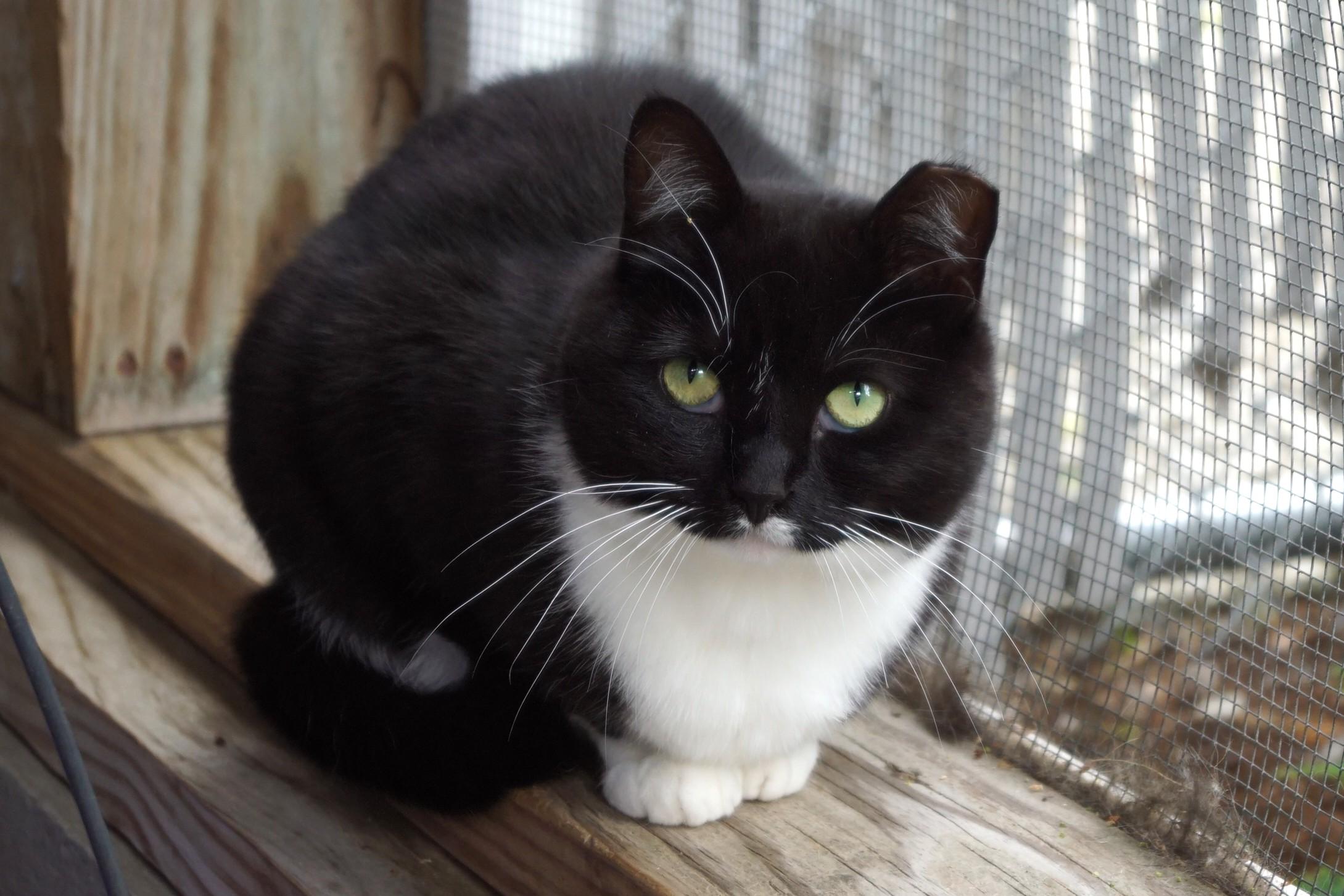 Enlarge Francesca, a Adoptable Domestic Short Hair in New Milford, CT image 6/6