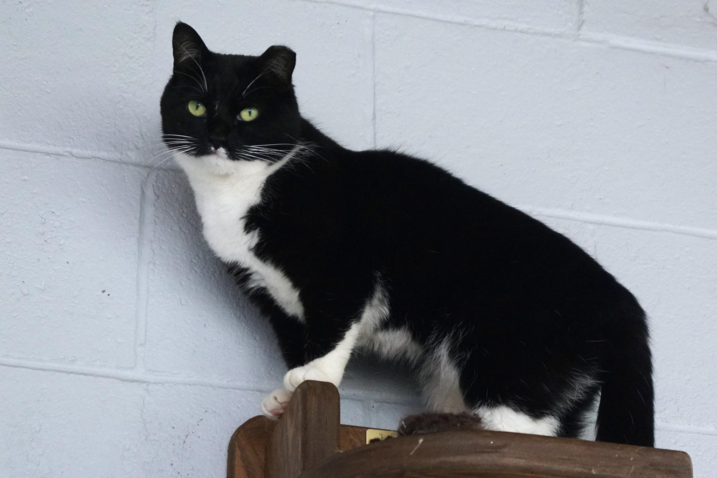 Enlarge Francesca, a Adoptable Domestic Short Hair in New Milford, CT image 5/6