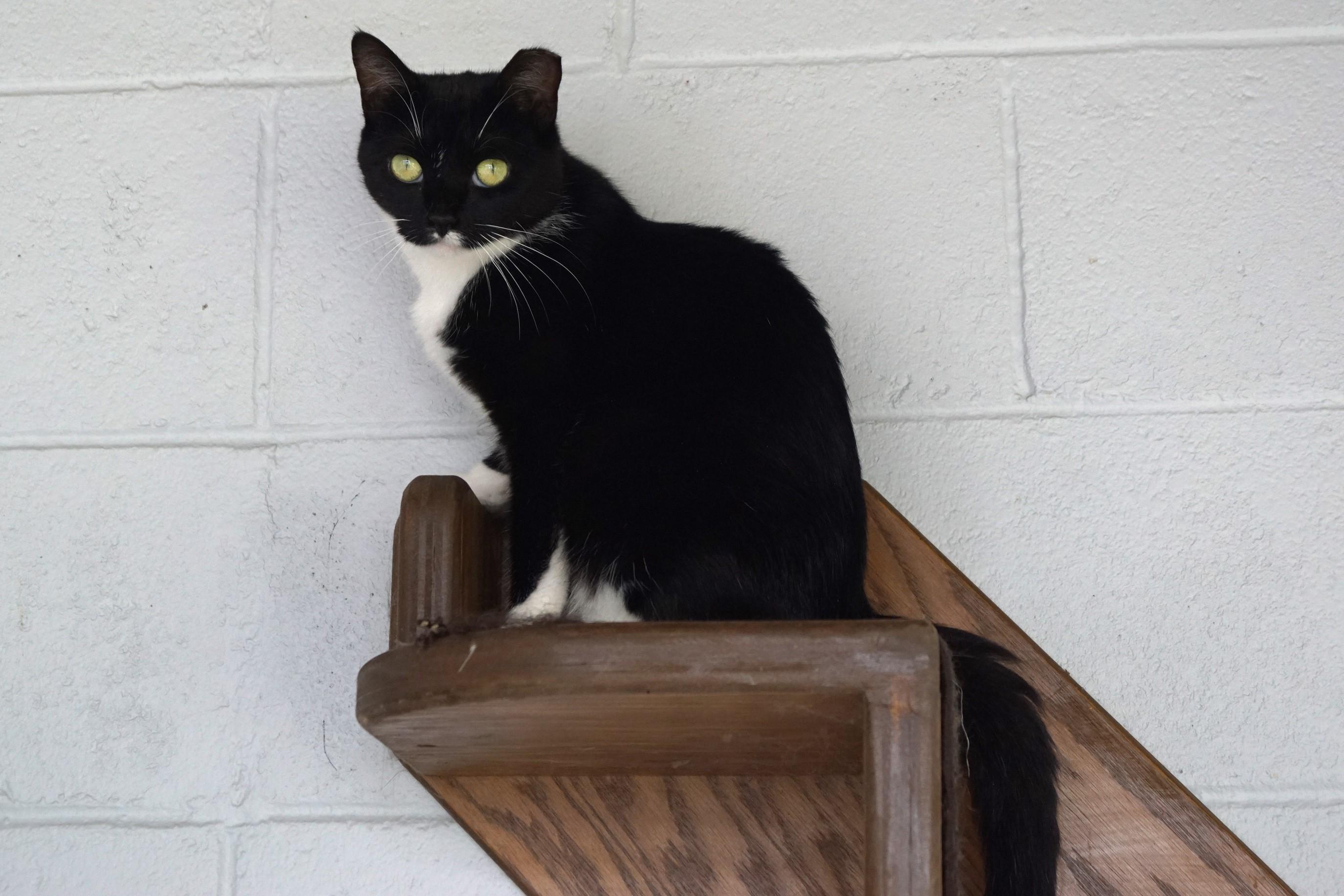 Enlarge Francesca, a Adoptable Domestic Short Hair in New Milford, CT image 2/5