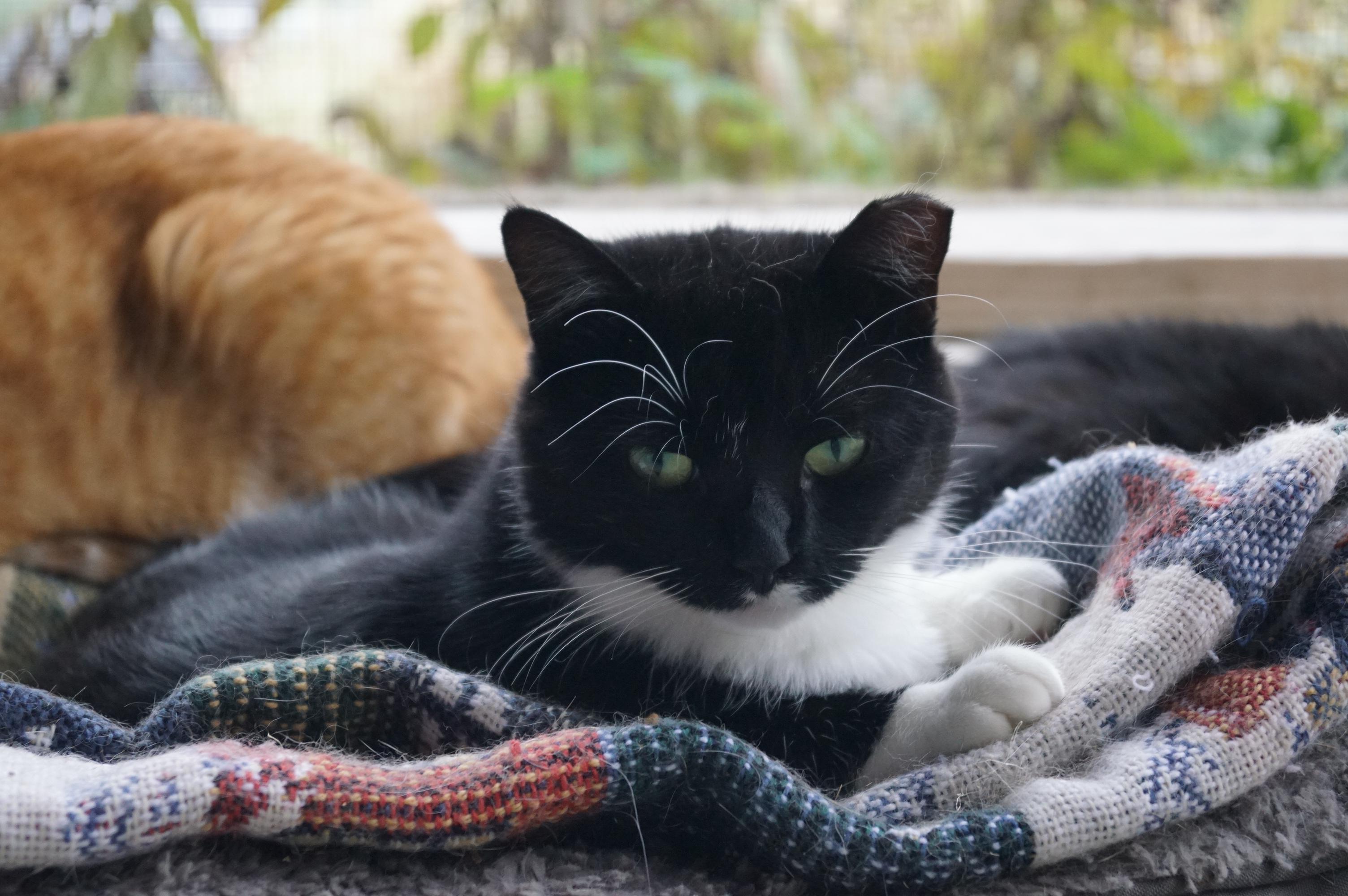 Enlarge Francesca, a Adoptable Domestic Short Hair in New Milford, CT image 4/5