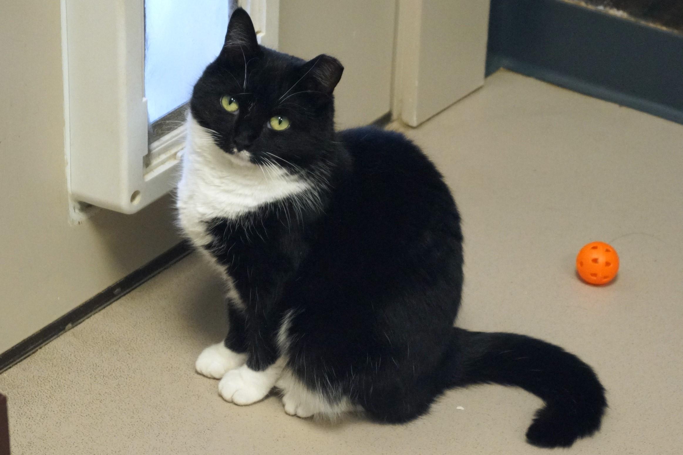 Enlarge Francesca, a Adoptable Domestic Short Hair in New Milford, CT image 2/6