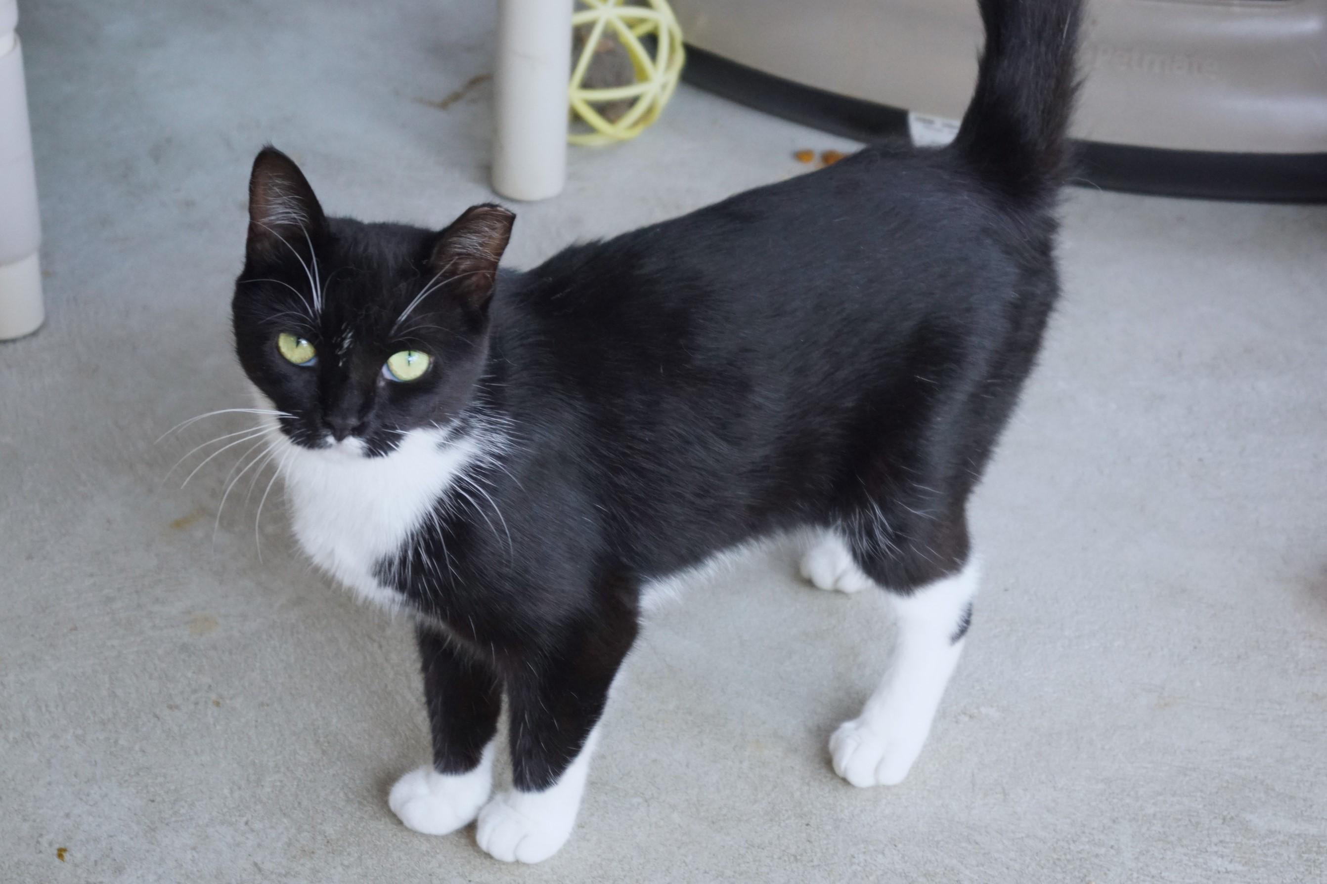 Enlarge Francesca, a Adoptable Domestic Short Hair in New Milford, CT image 1/5