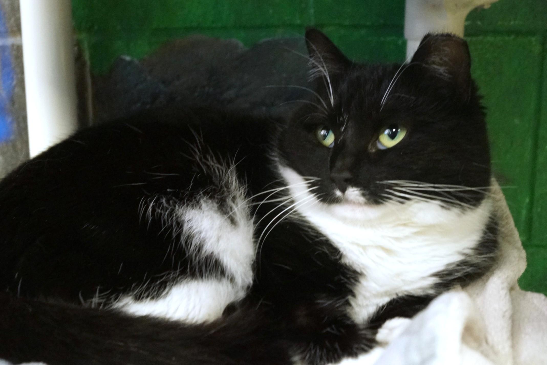 Enlarge Francesca, a Adoptable Domestic Short Hair in New Milford, CT image 3/6