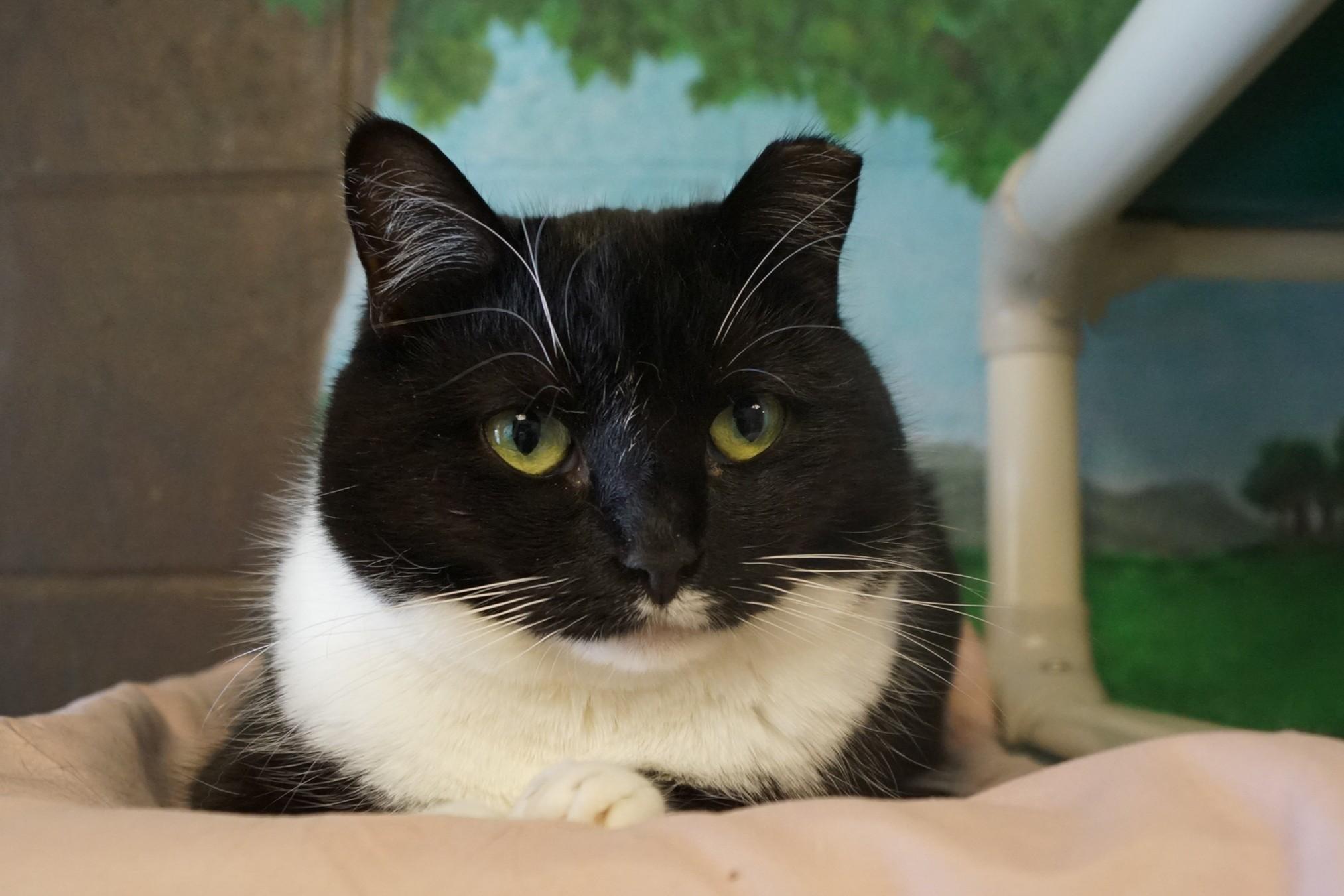 Enlarge Francesca, a Adoptable Domestic Short Hair in New Milford, CT image 4/6
