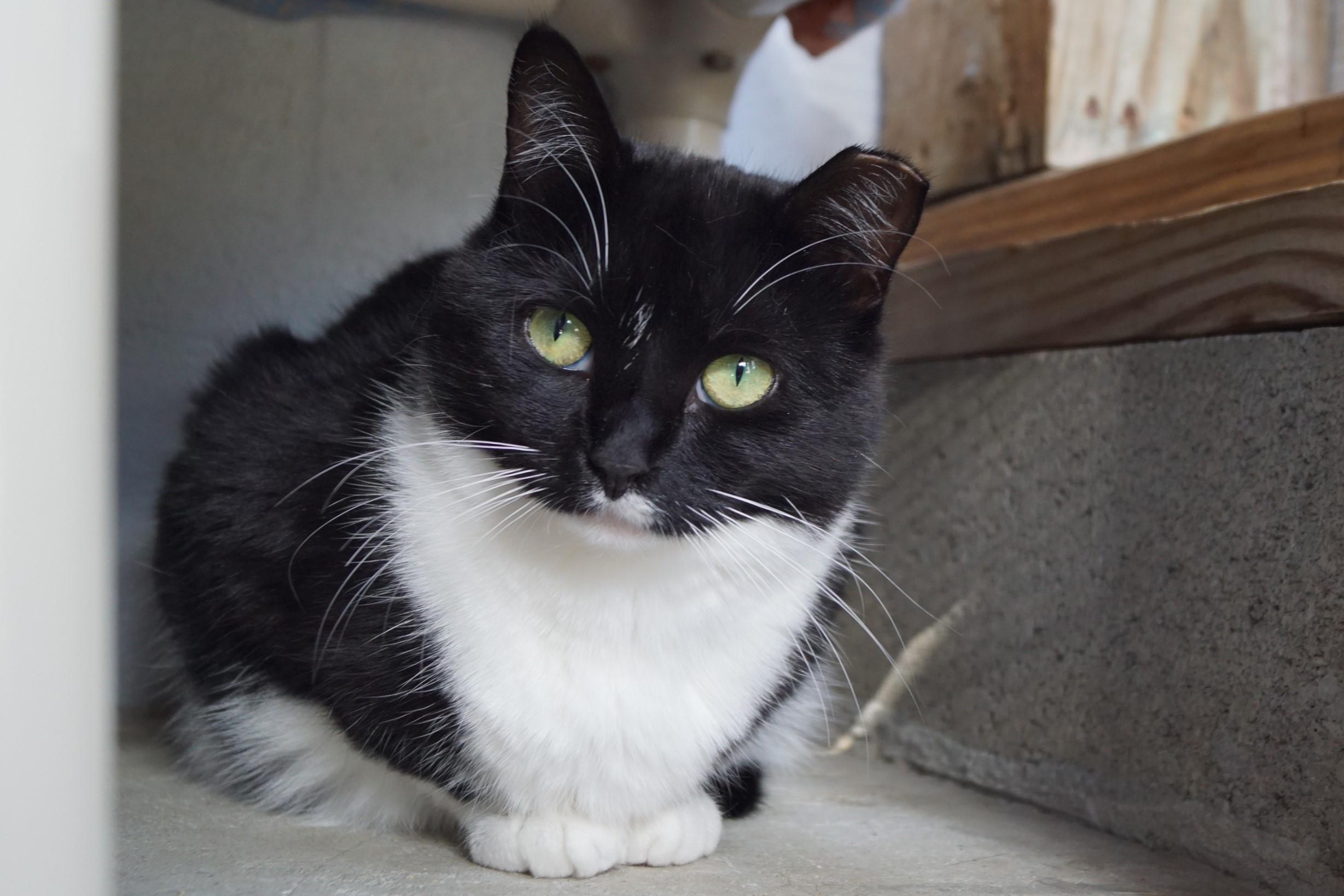 Enlarge Francesca, a Adoptable Domestic Short Hair in New Milford, CT image 5/5