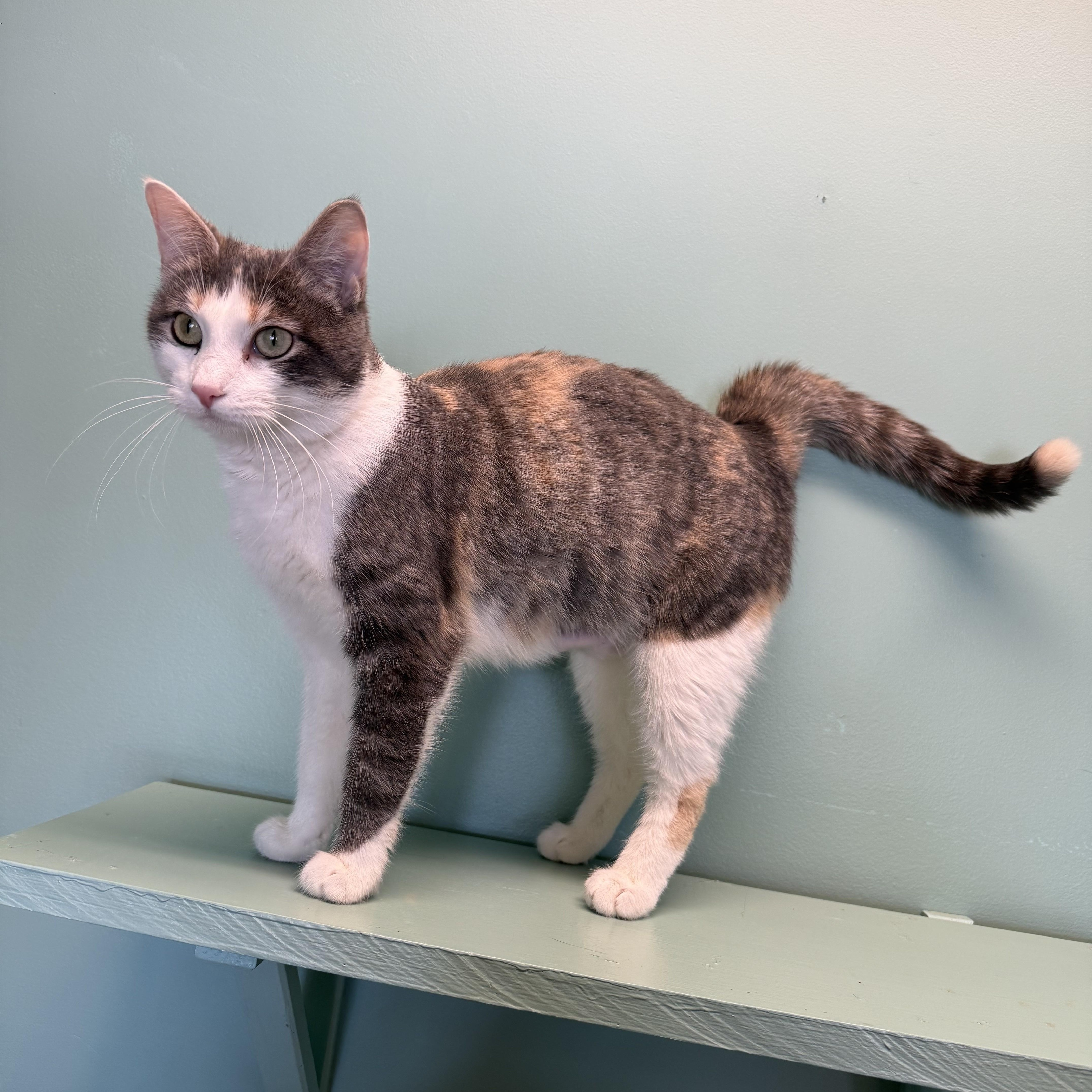 Enlarge Bubba, an adopted mixed breed in Amery, WI image 3/3