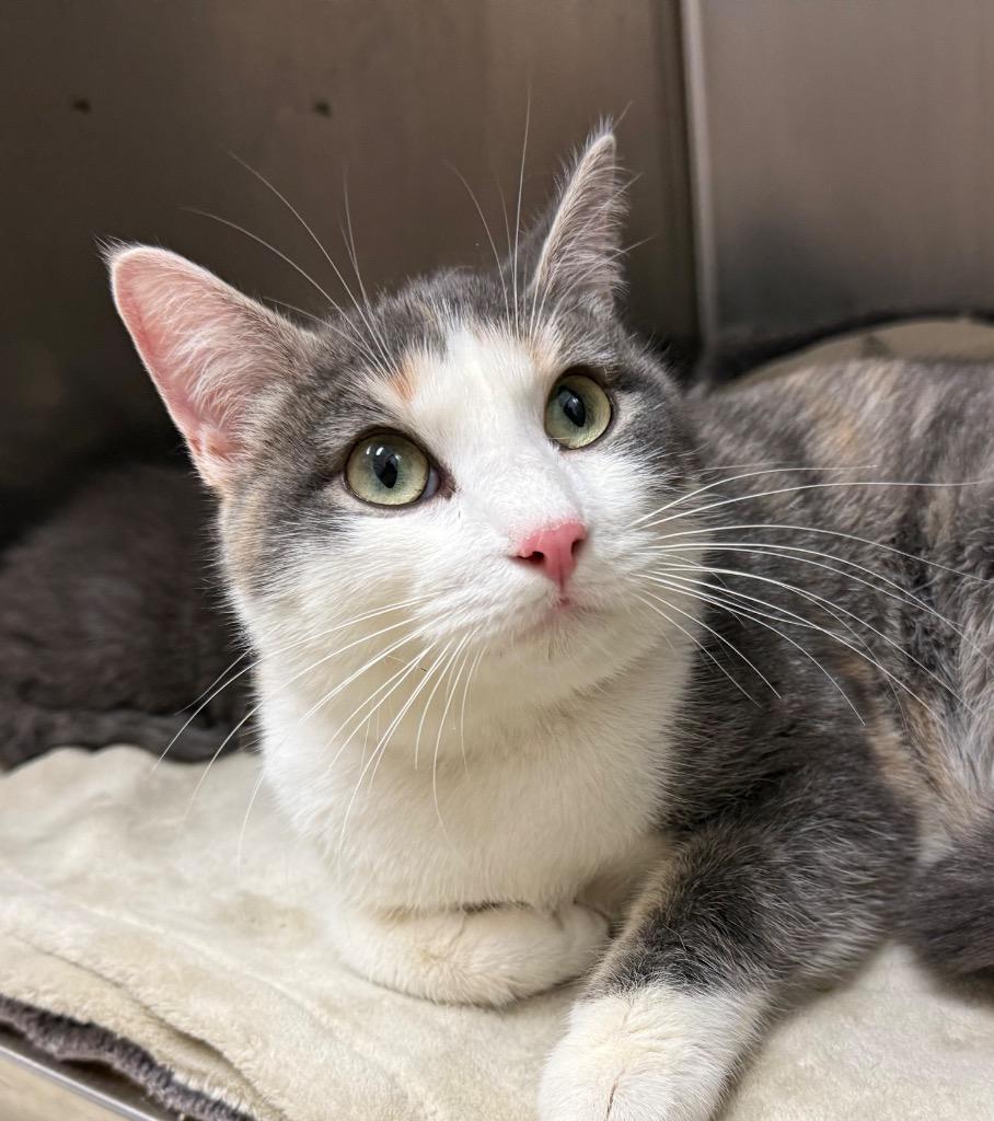 Enlarge Bubba, an adopted mixed breed in Amery, WI image 1/3