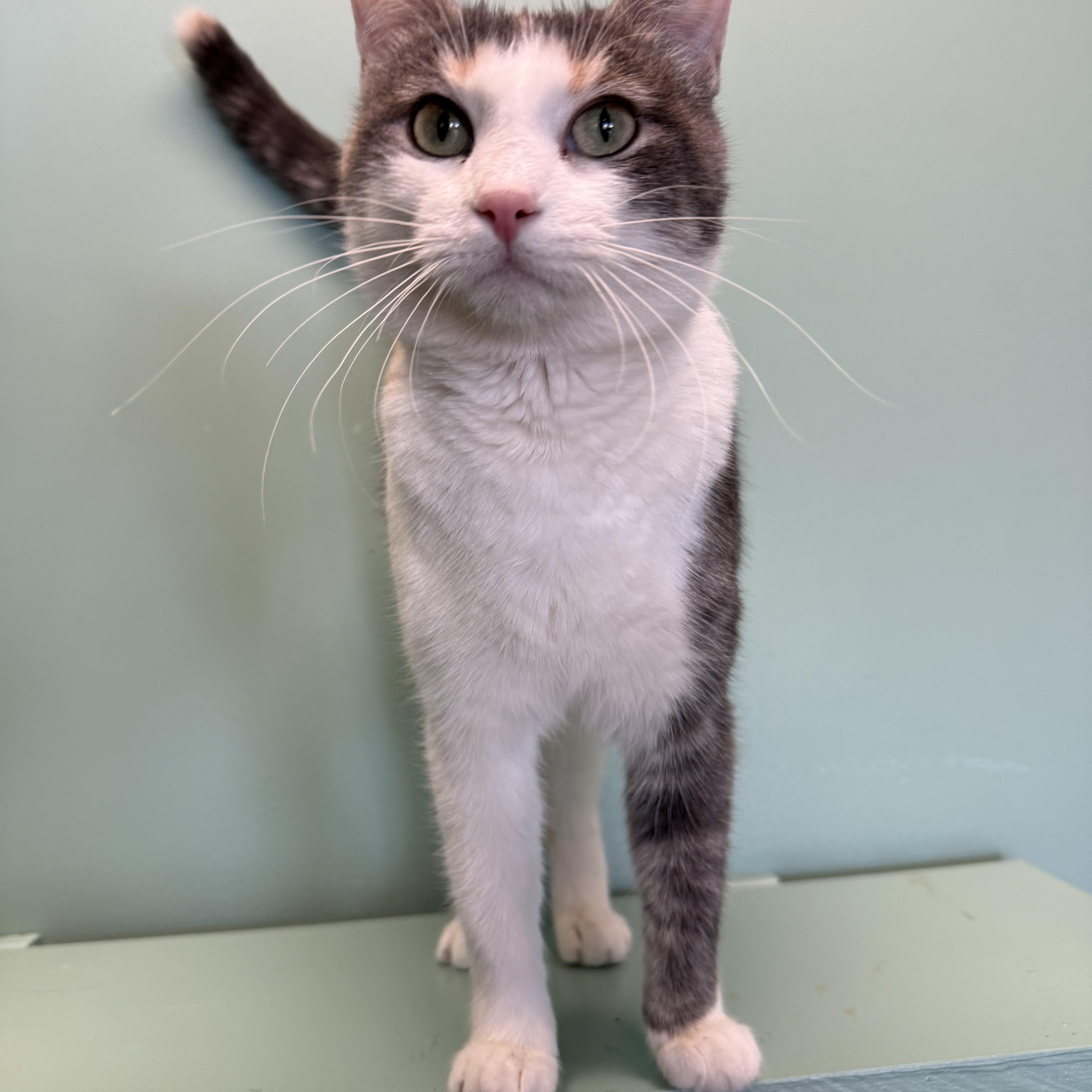 Enlarge Bubba, an adopted mixed breed in Amery, WI image 2/3