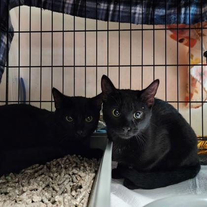 Enlarge Jolly, an adopted mixed breed in New York, NY image 4/4