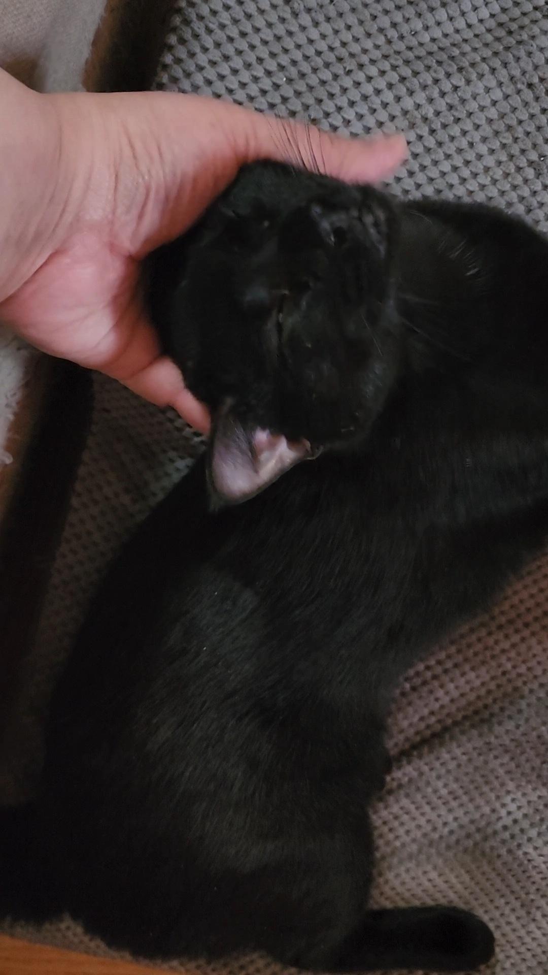 Enlarge Jolly, an adopted mixed breed in New York, NY image 3/4