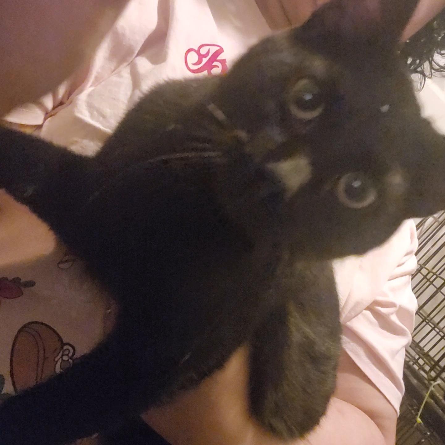 Jolly, adopted, Young Male Domestic Short Hair.