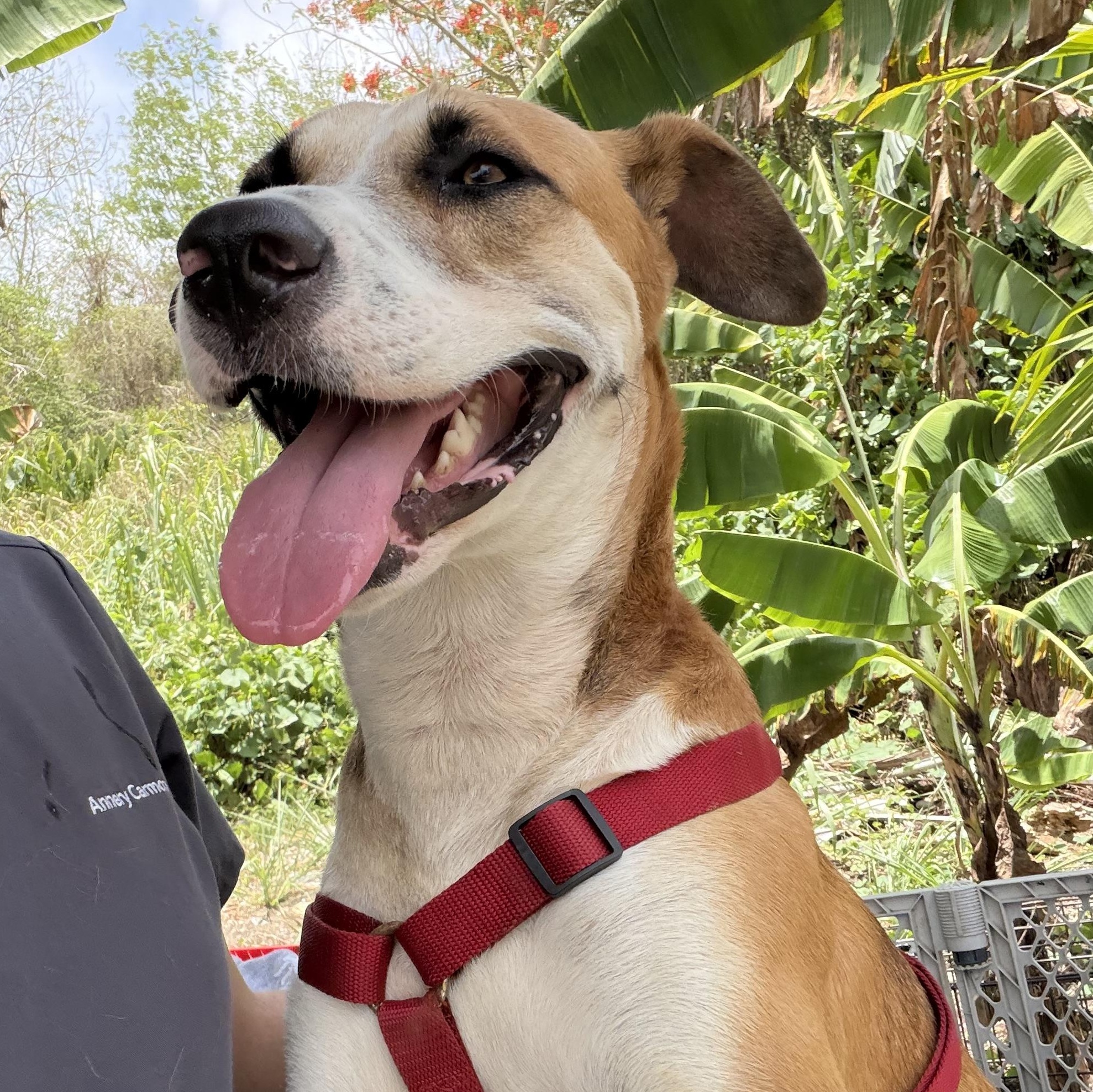 Enlarge Louis - The Big Playful Lovebug, a Adoptable mixed breed in BAYONNE, NJ image 4/6