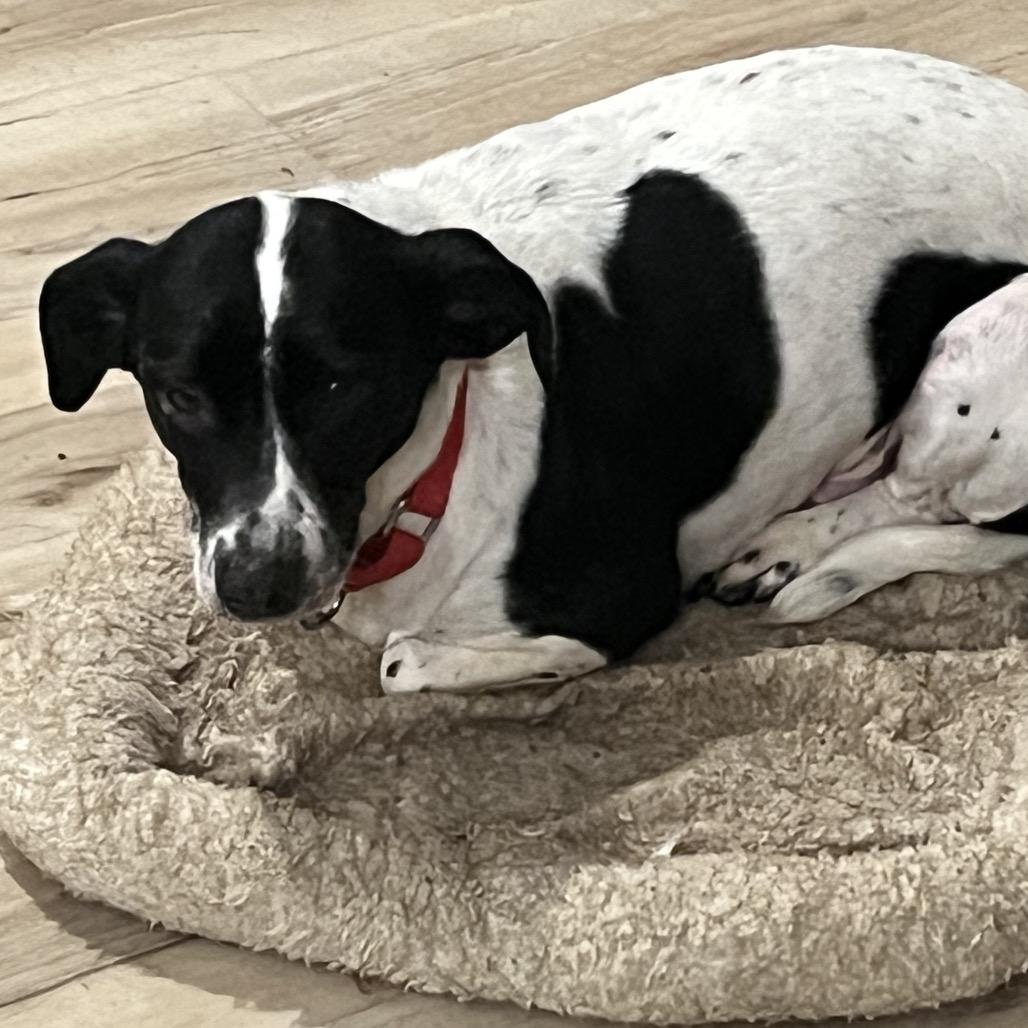 Enlarge Bisley, a Adoptable mixed breed in Pittsburg, KS image 1/2