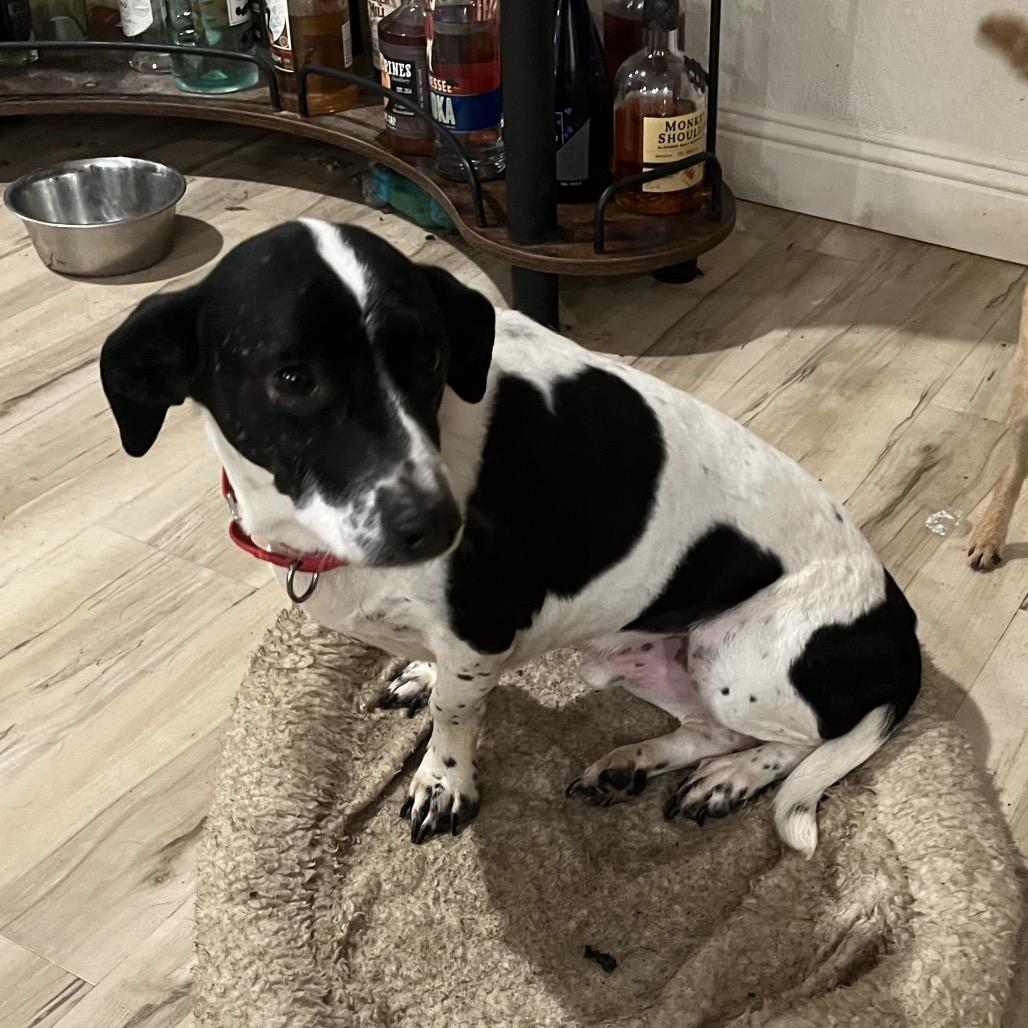 Enlarge Bisley, a Adoptable mixed breed in Pittsburg, KS image 2/2