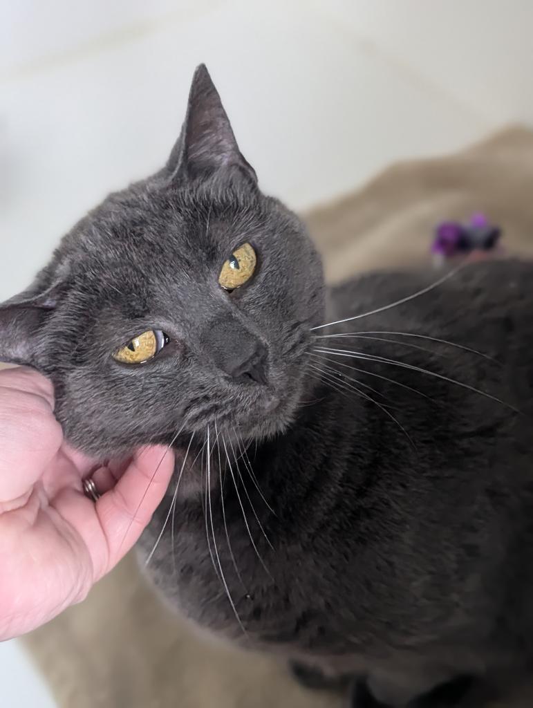 Darby, Adoptable, Senior Female American Shorthair.