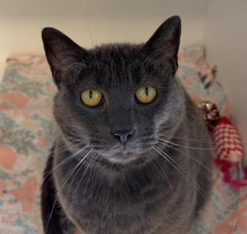Darby, a Adoptable American Shorthair in Greenfield, IN image 2/6