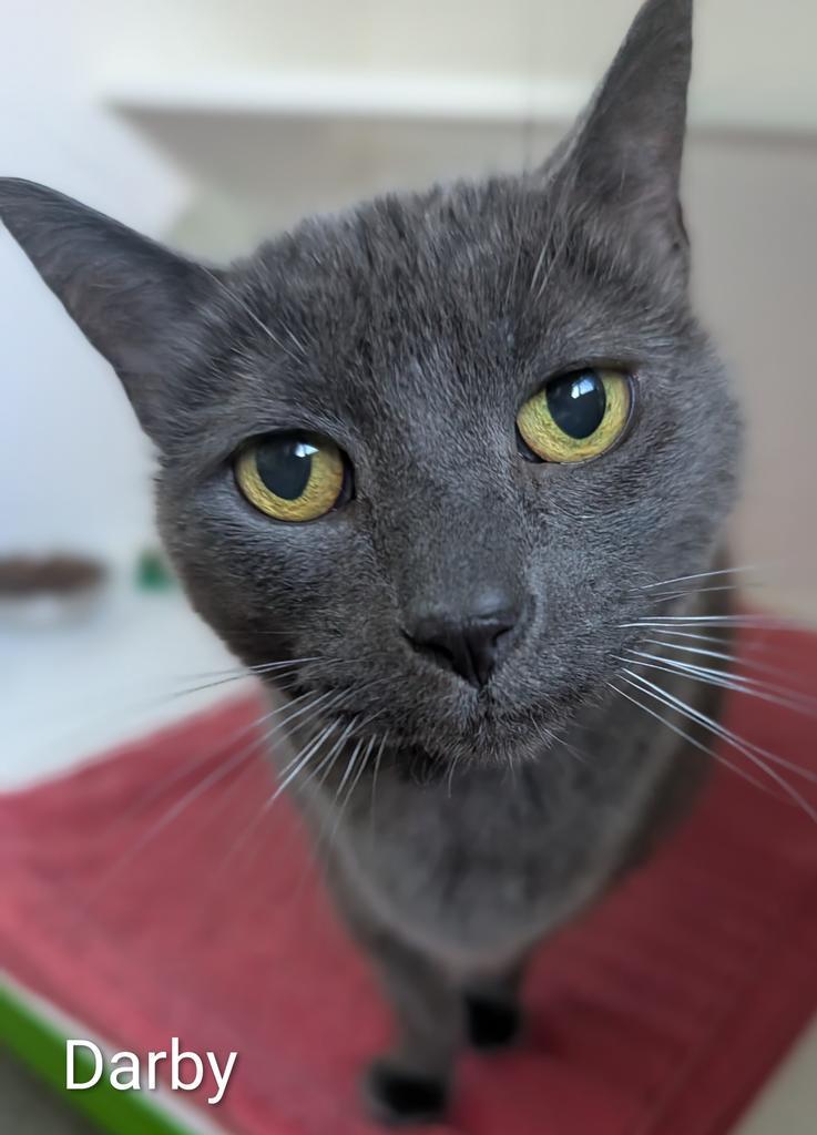 Enlarge Darby, a Adoptable American Shorthair in Greenfield, IN image 3/6