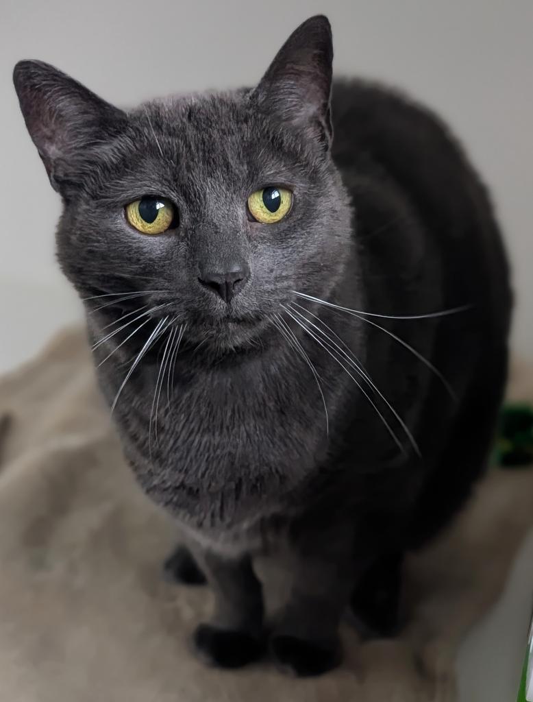Darby, a Adoptable American Shorthair in Greenfield, IN image 3/6
