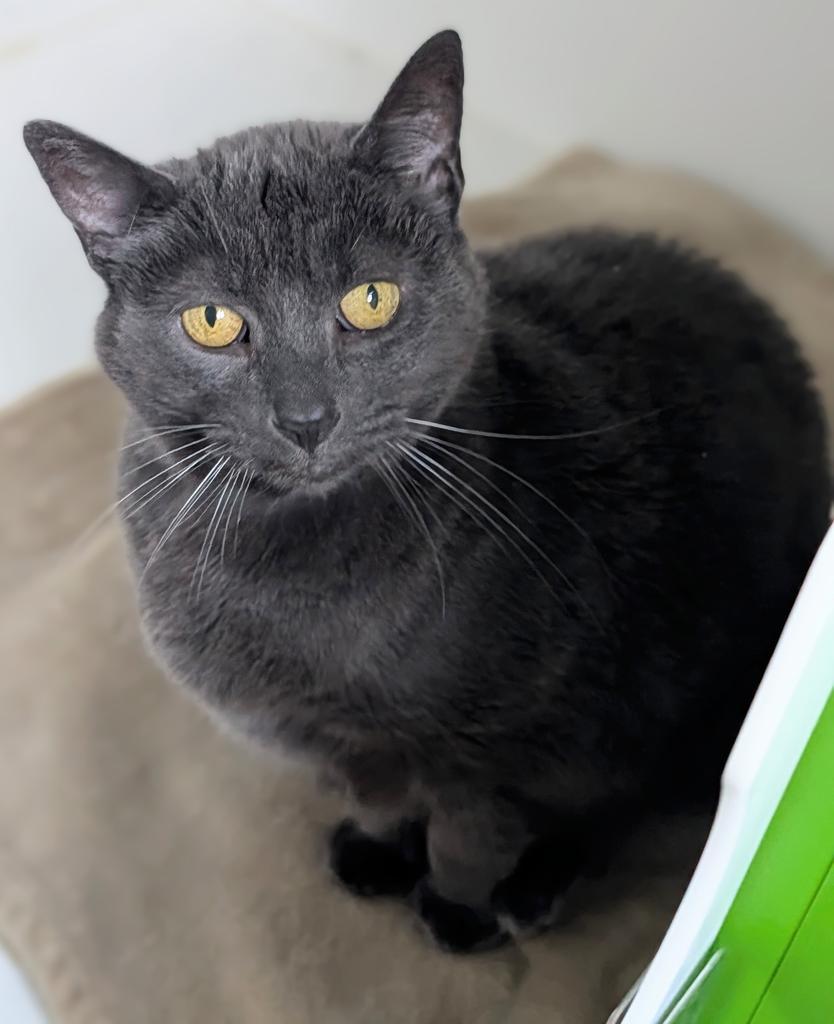 Darby, a Adoptable American Shorthair in Greenfield, IN image 4/6