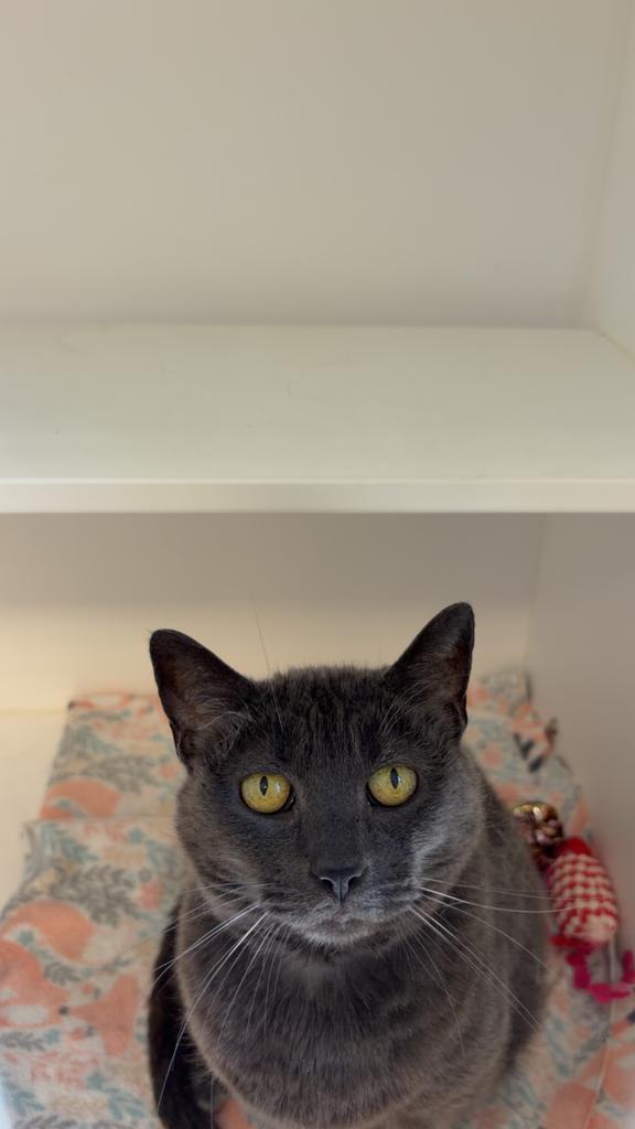Darby, a Adoptable American Shorthair in Greenfield, IN image 5/6