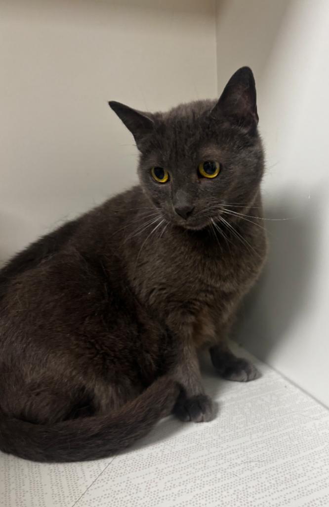 Darby, a Adoptable American Shorthair in Greenfield, IN image 6/6