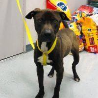 PACO, Adoptable, Adult Male Pit Bull Terrier.