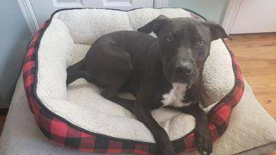 PACO, a Adoptable mixed breed in Waldwick, NJ image 2/4