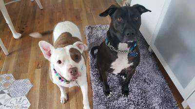 PACO, a Adoptable mixed breed in Waldwick, NJ image 4/4