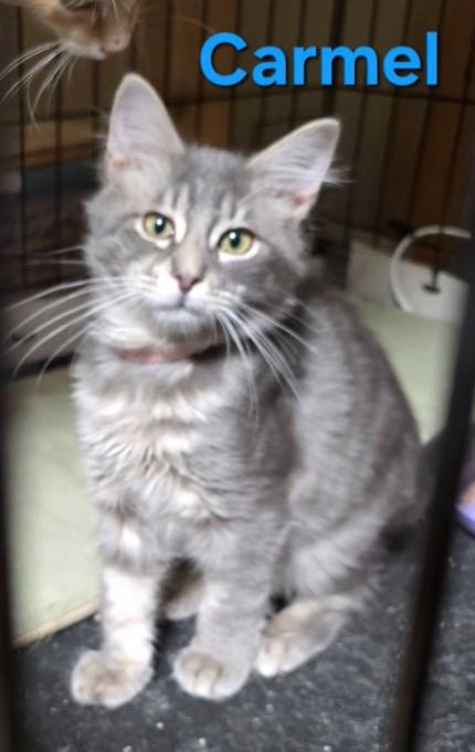 Enlarge Carmel, a Adoptable Domestic Medium Hair in Buena Vista, VA image 1/1