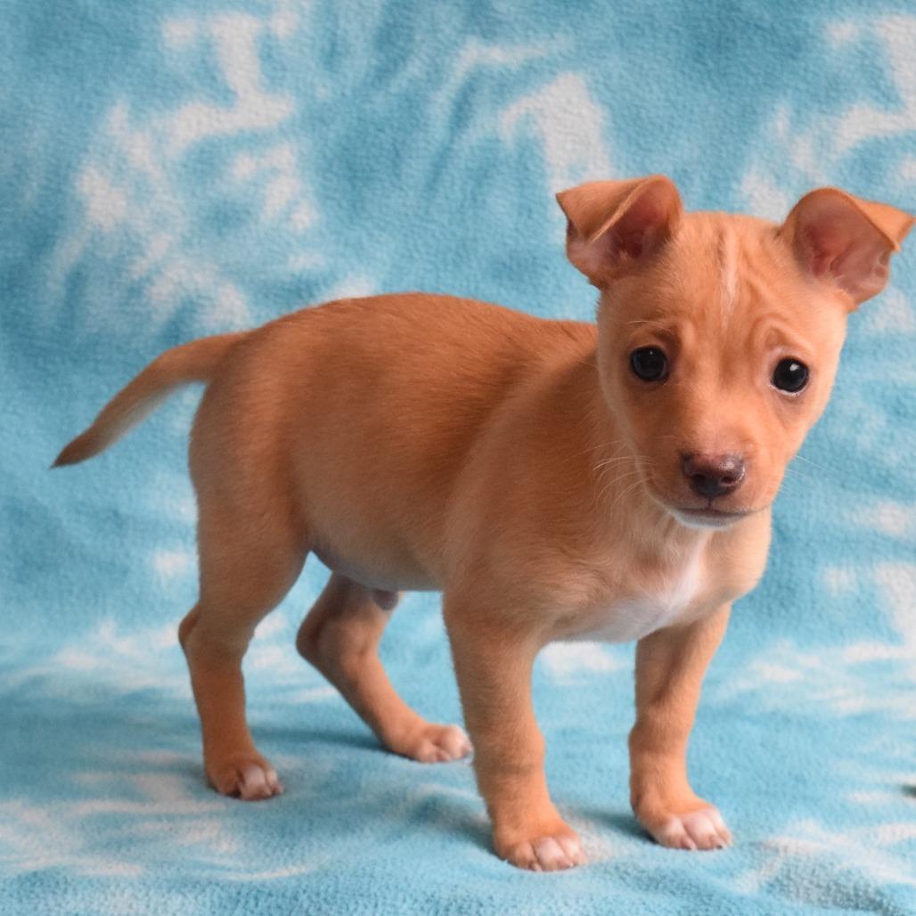Simba, Adoptable, Puppy Male Chihuahua.