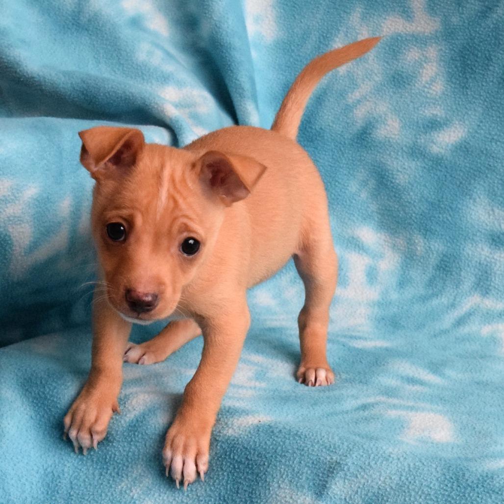 Enlarge Simba, a Adoptable Chihuahua in Eureka, CA image 2/4