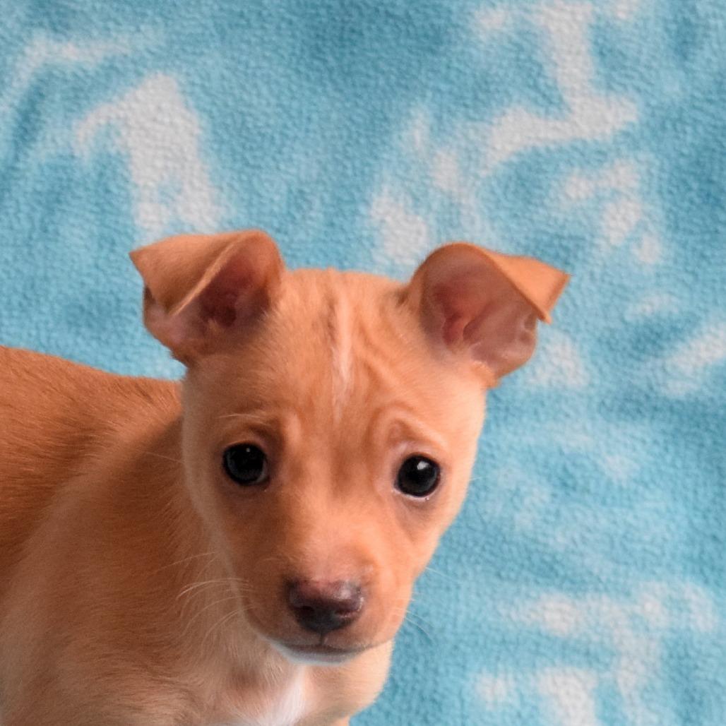 Enlarge Simba, a Adoptable Chihuahua in Eureka, CA image 3/4