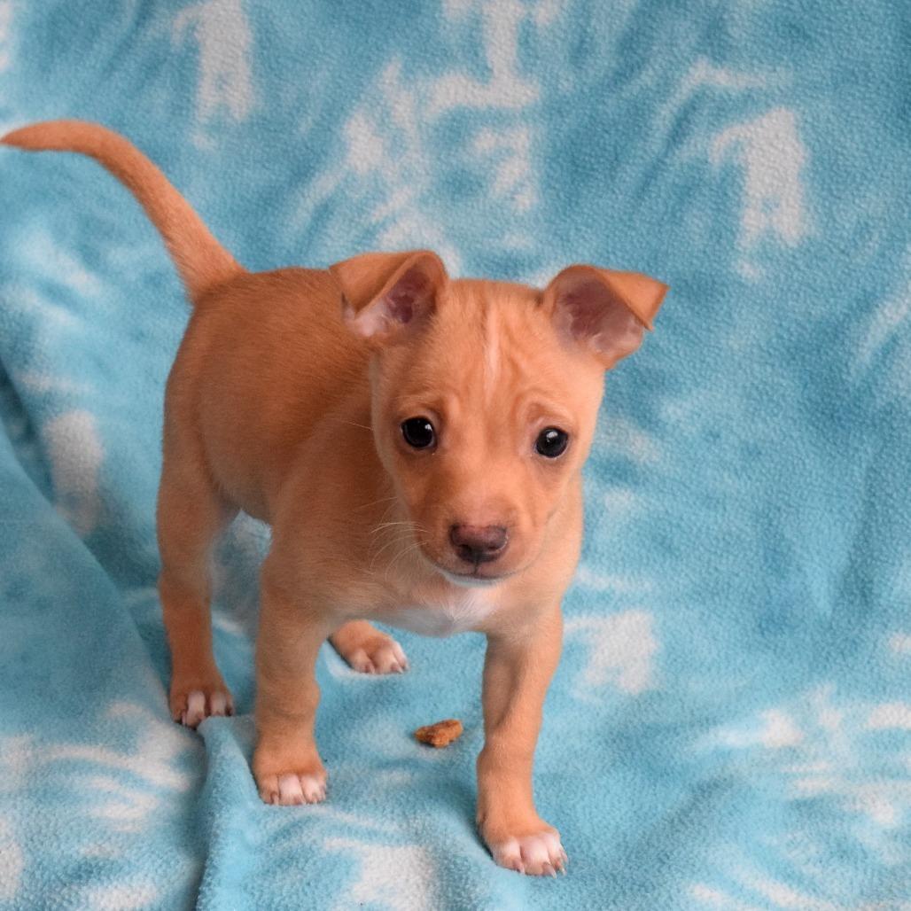 Enlarge Simba, a Adoptable Chihuahua in Eureka, CA image 4/4