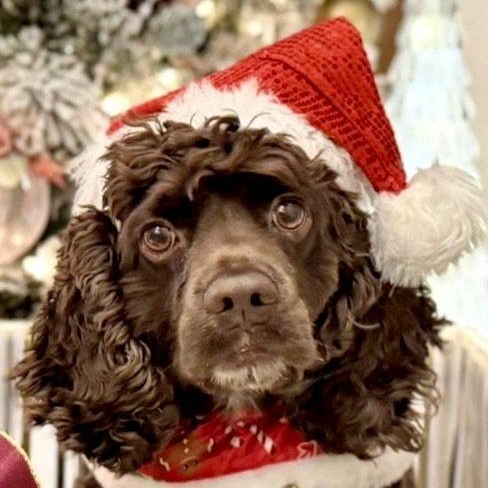 Hershey, Adoptable, Adult Male Cocker Spaniel.